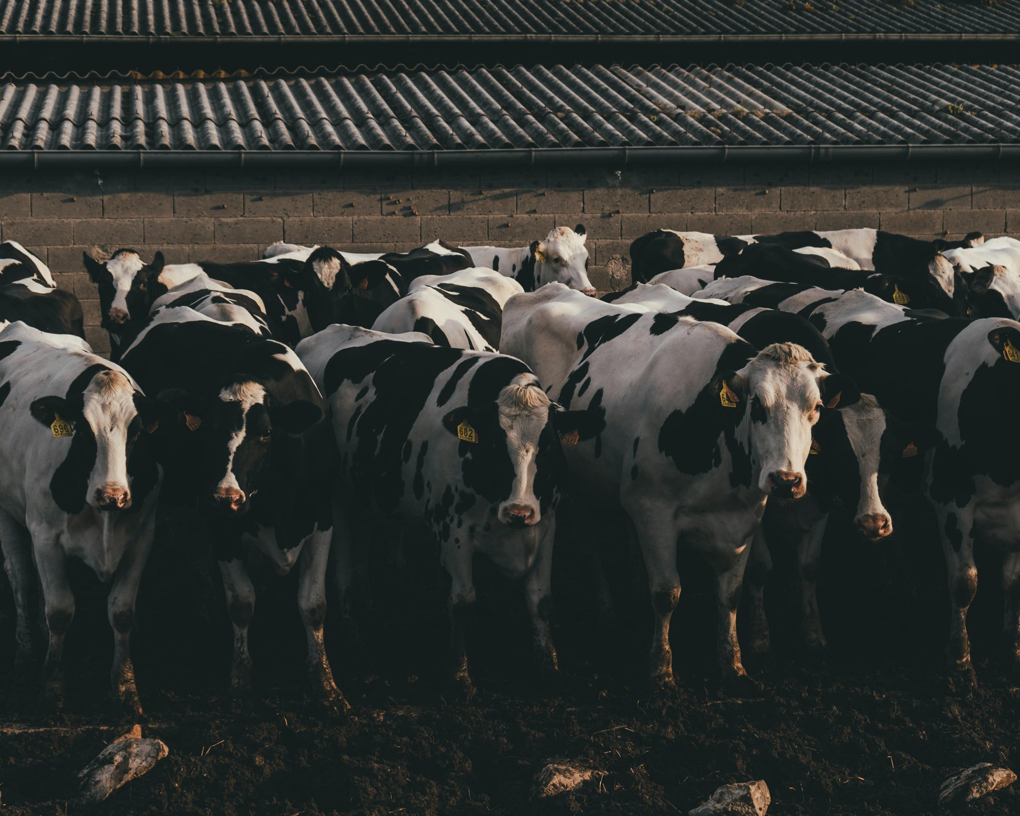 Livestock Health